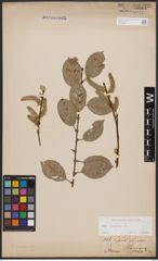 Foto von Salix caprea L.